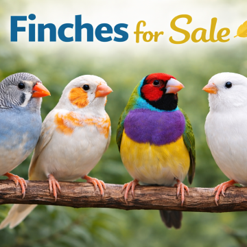 Finches For Sale