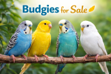 budgie parakeet