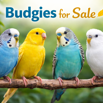 Budgies For Sale