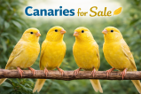 canary bird