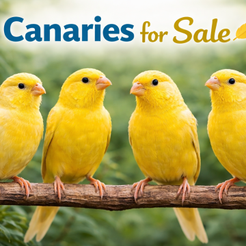 Canaries For Sale